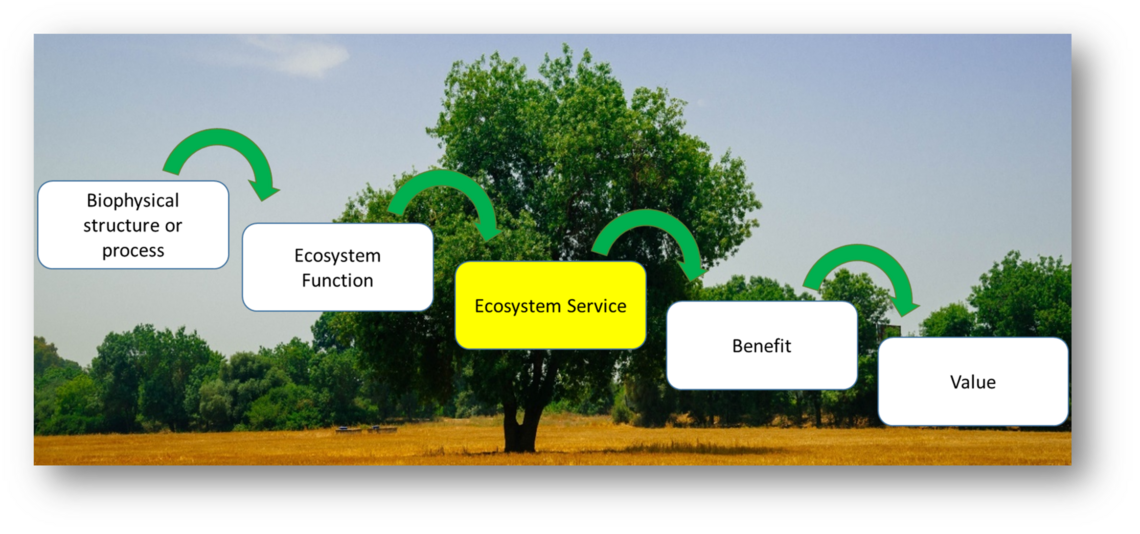 ecosystem services2