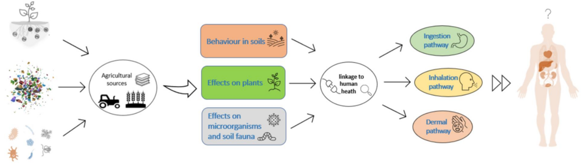 soil contaminants and human health